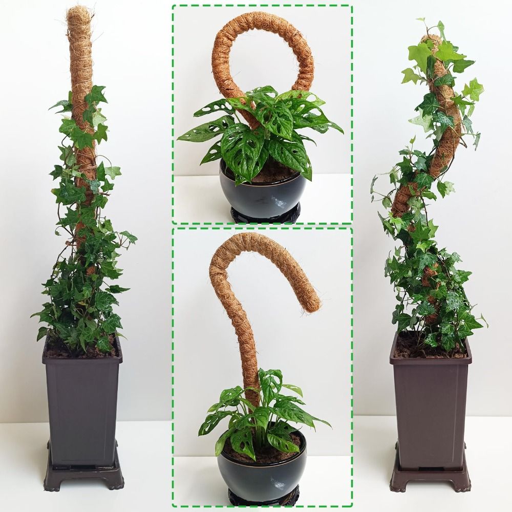 Pflanzenstütze Biegbare Moosst – Sphagnum Moss Dry Bewertung und Preis